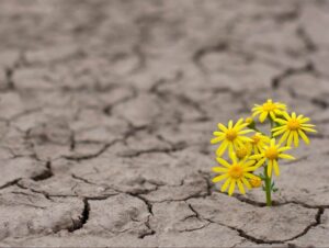  Crédito da imagem: Boas Novas 