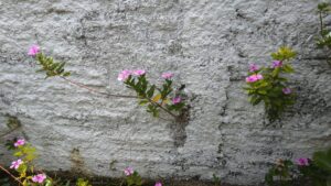 Das pedras Deus faz surgir a vida 